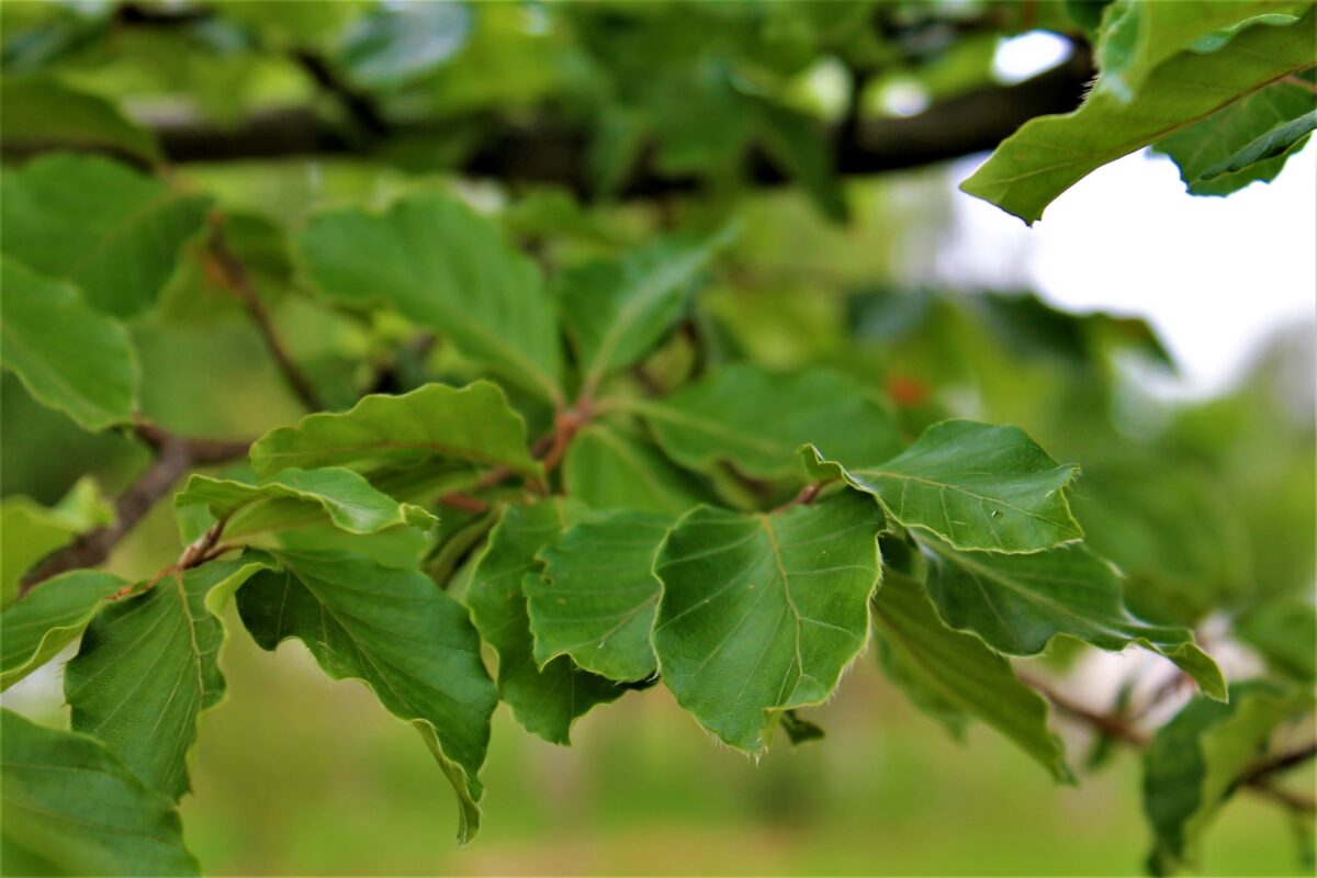 Groene beuk | Bijenkorfvorm