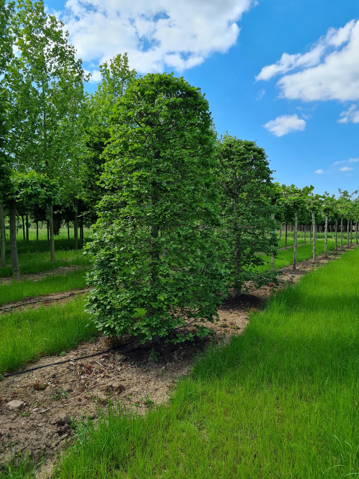 Groene beuk | Bijenkorfvorm