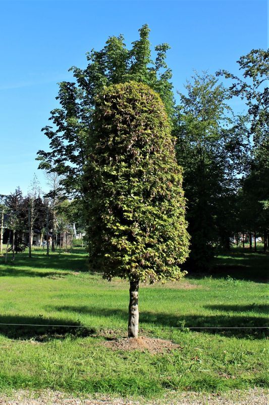 Groene beuk | Bijenkorfvorm