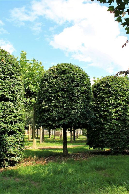 Groene beuk | Bijenkorfvorm