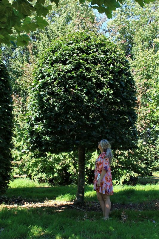 Groene beuk | Bijenkorfvorm