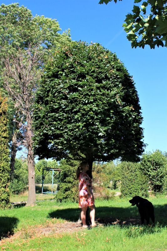 Groene beuk | Bijenkorfvorm