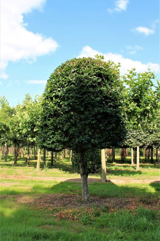 Groene beuk | Bijenkorfvorm