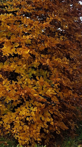 Groene beuk | Bijenkorfvorm