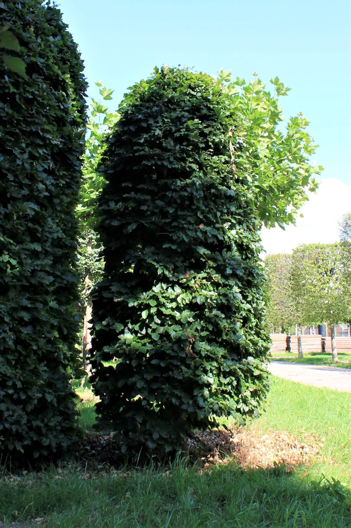 Groene beuk | Bijenkorfvorm