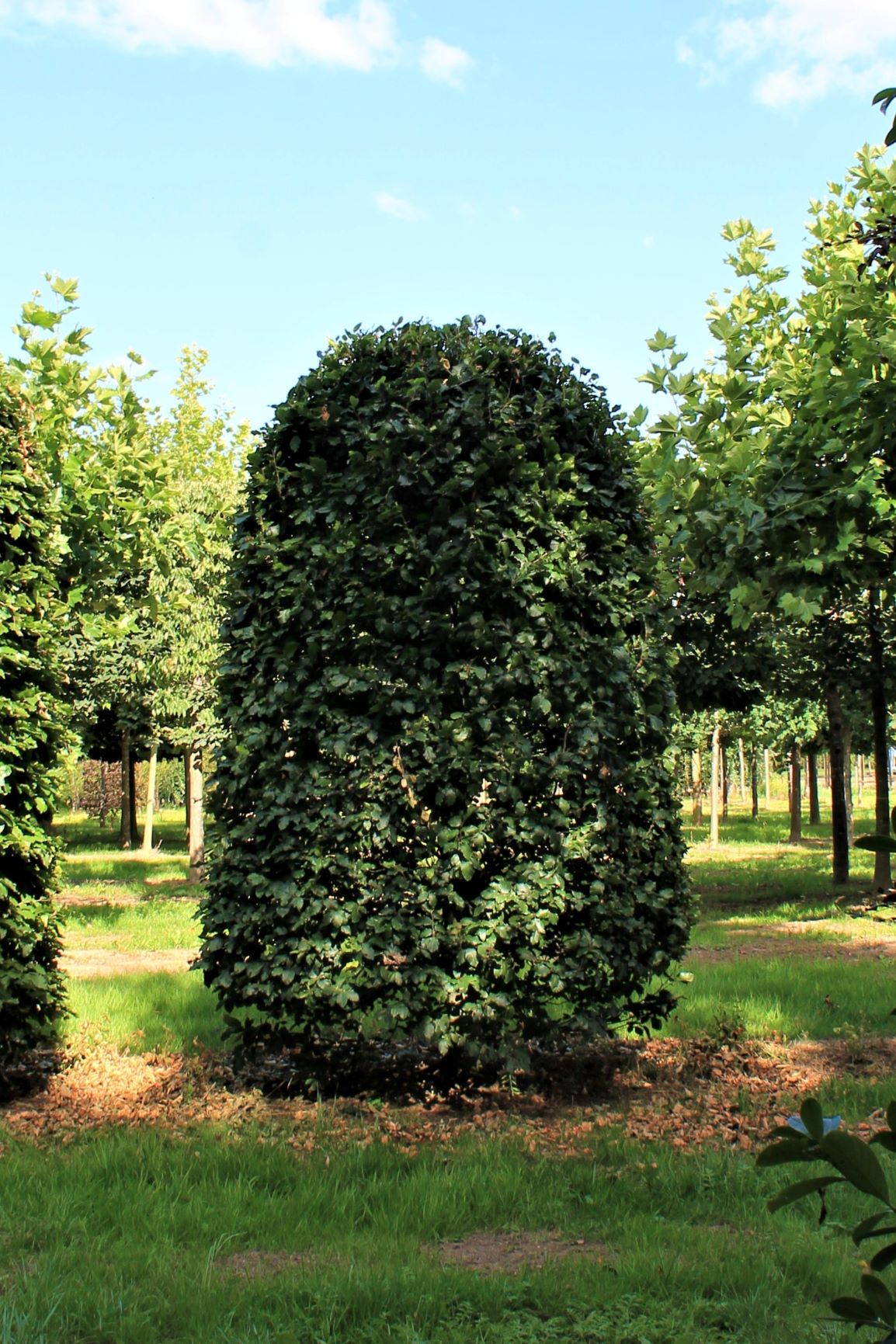 Groene beuk | Bijenkorfvorm