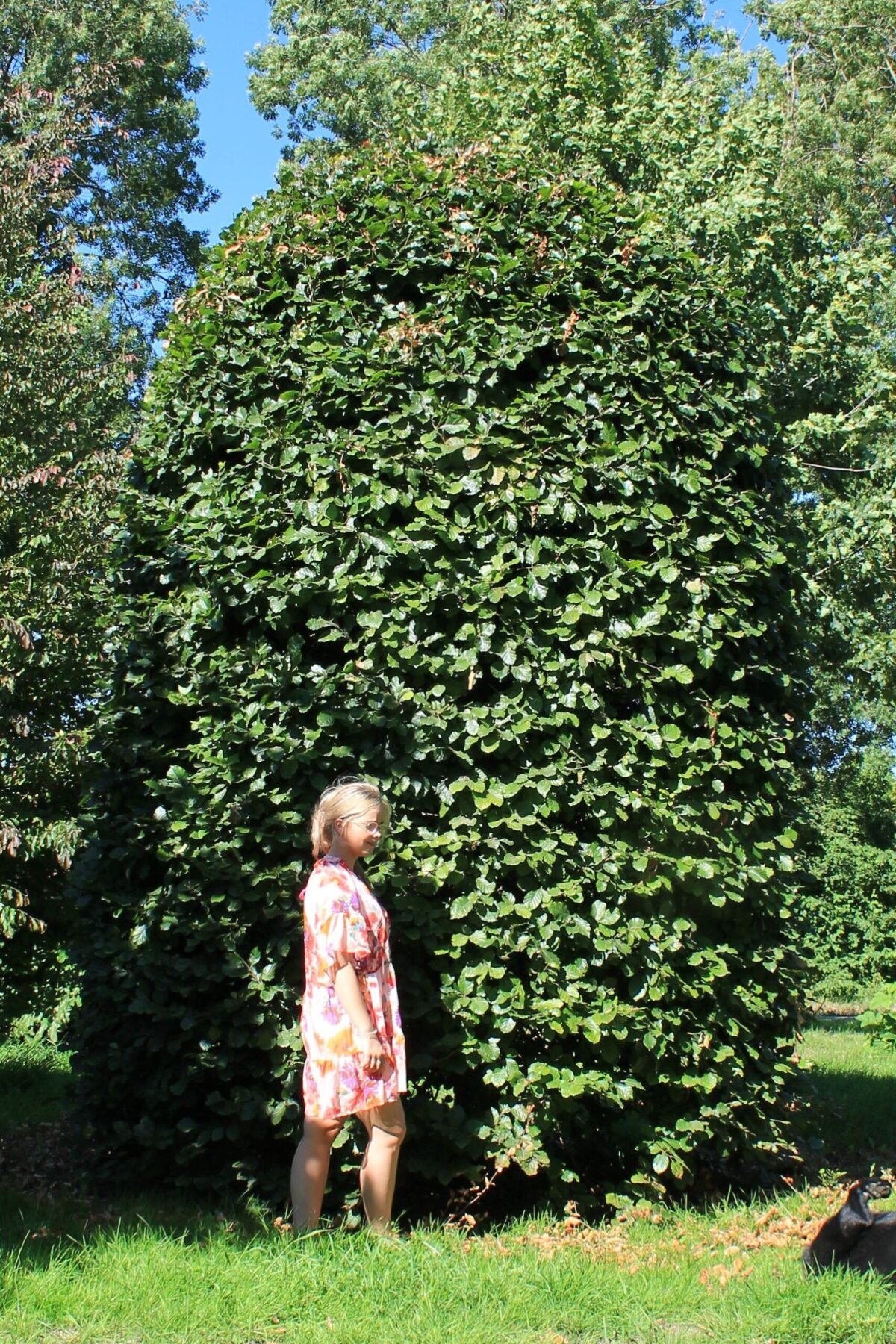 Groene beuk | Bijenkorfvorm