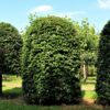 Groene beuk | Bijenkorfvorm