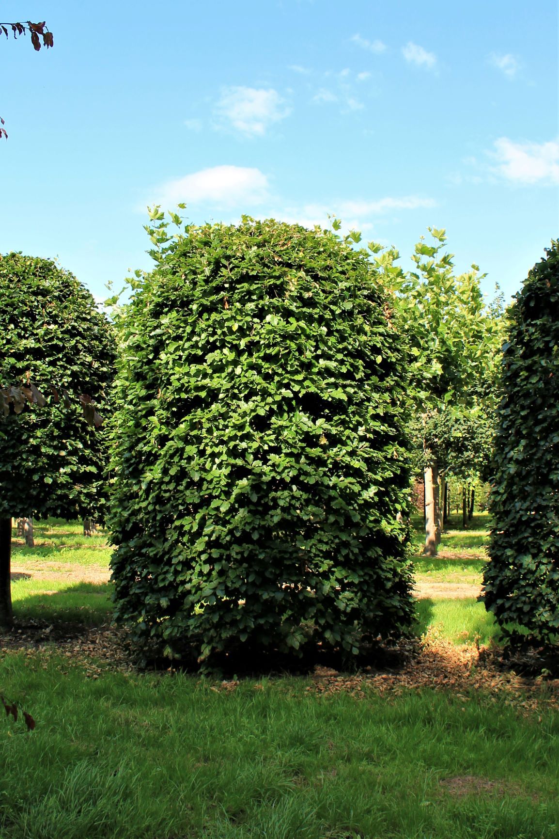 Groene beuk | Bijenkorfvorm