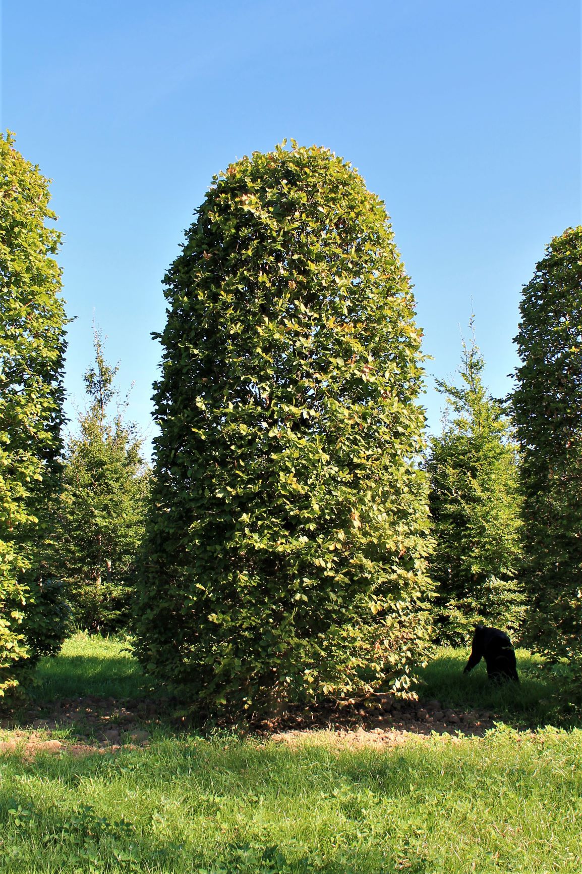 Groene beuk | Bijenkorfvorm