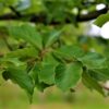 Groene beuk | Hoogstam