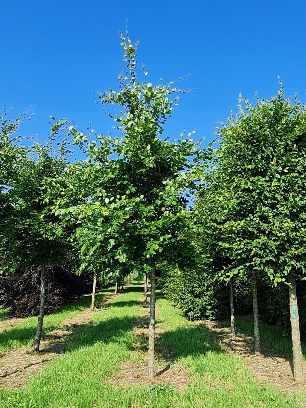 Groene beuk | Hoogstam