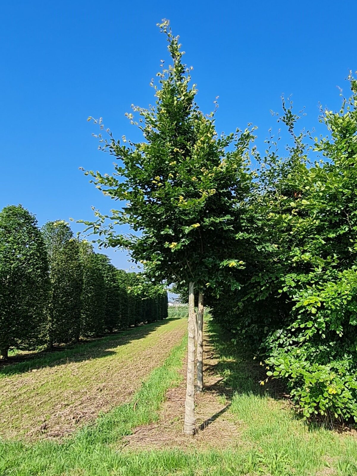 Groene beuk | Hoogstam