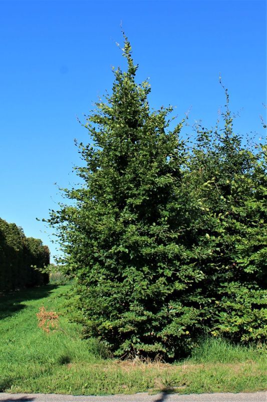 Groene beuk | Laagstam