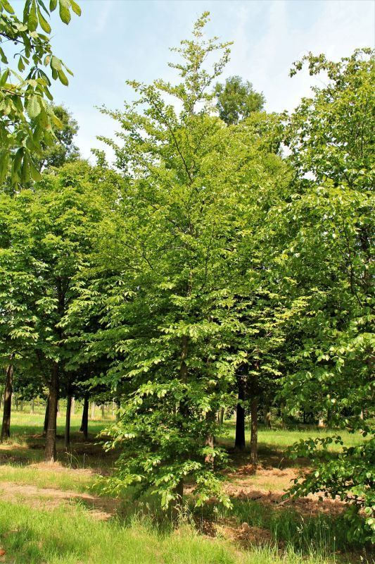 Groene beuk | Laagstam