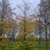 Groene beuk | Laagstam