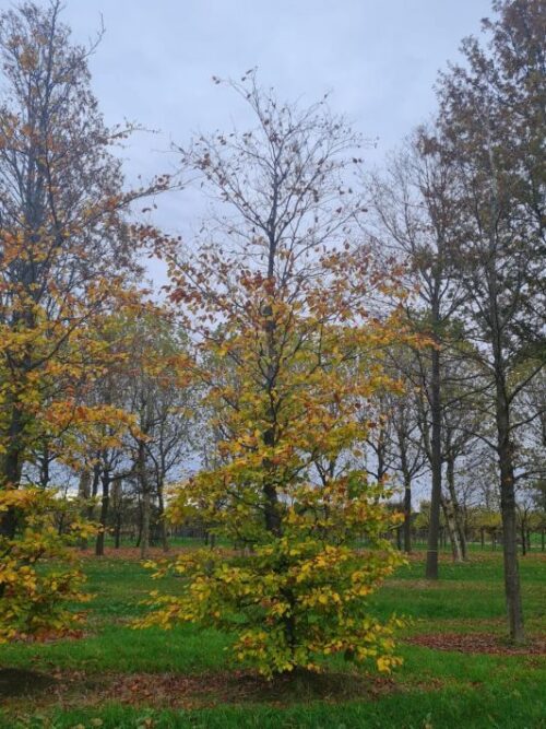 groene-beuk-hoogstam-47 Groene beuk | Laagstam