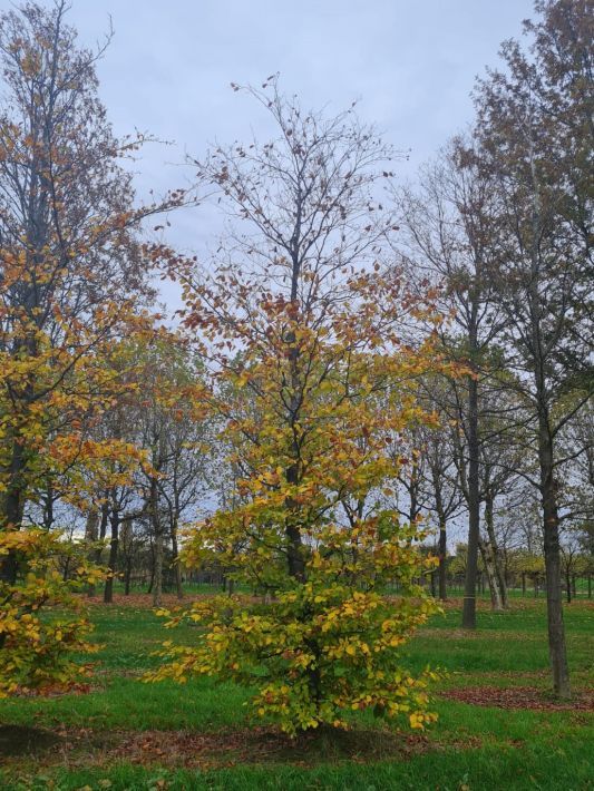 Groene beuk | Laagstam