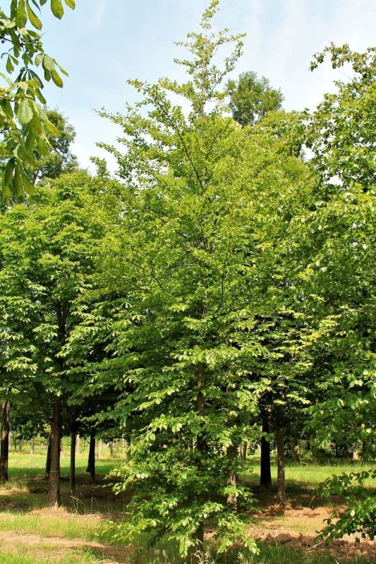 Groene beuk | Laagstam