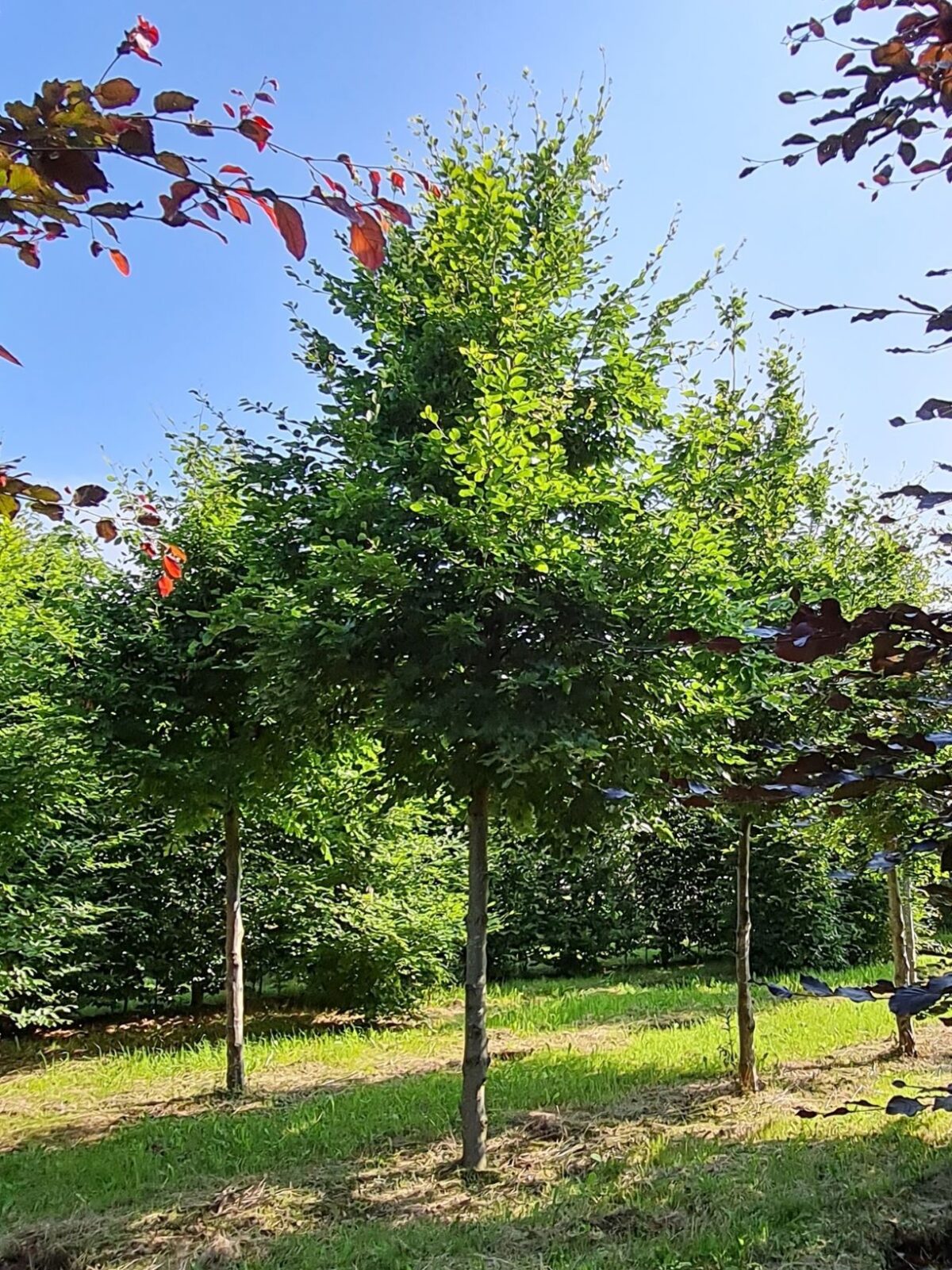 Groene beuk | Hoogstam