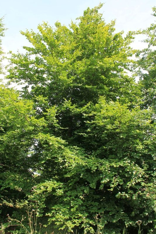 Groene beuk | Laagstam