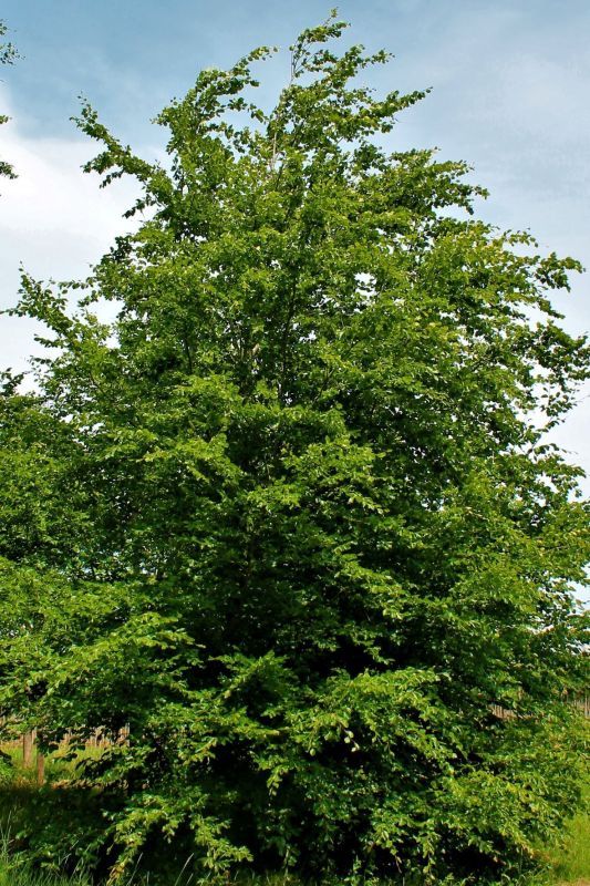 Groene beuk | Laagstam