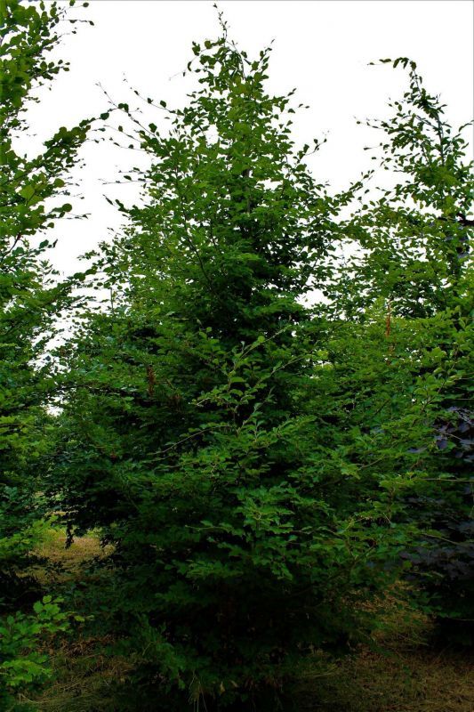 Groene beuk | Laagstam