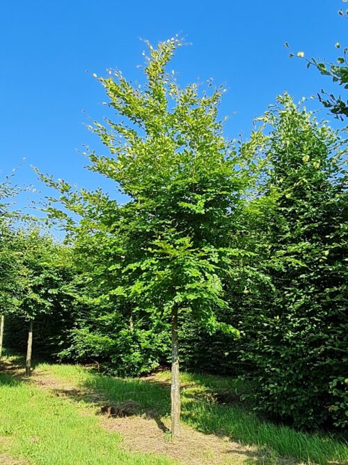 Groene beuk | Hoogstam