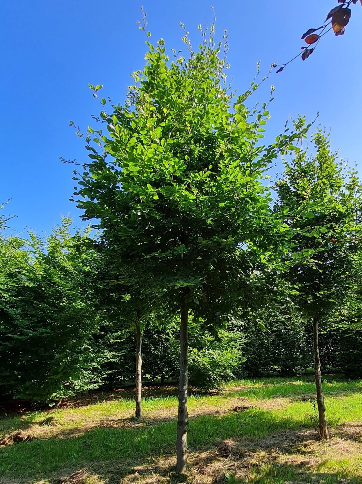 Groene beuk | Hoogstam