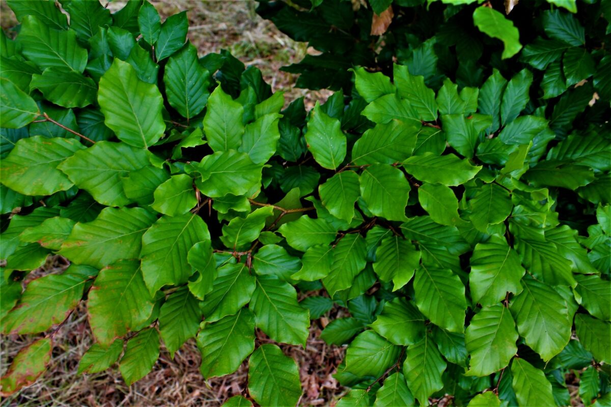 Groene beuk | Leivorm