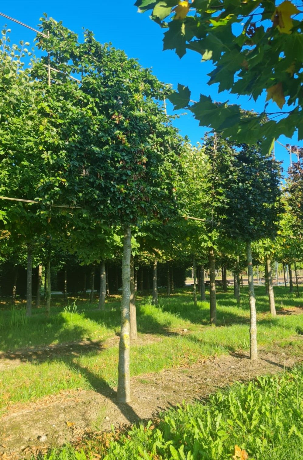 Groene beuk | Leivorm