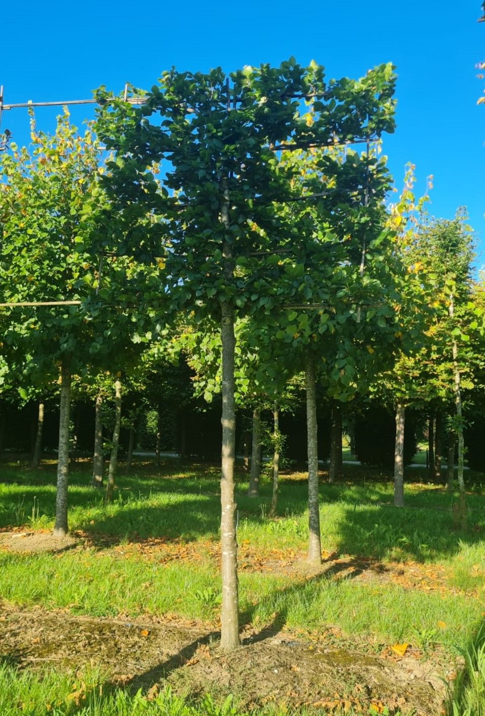 Groene beuk | Leivorm