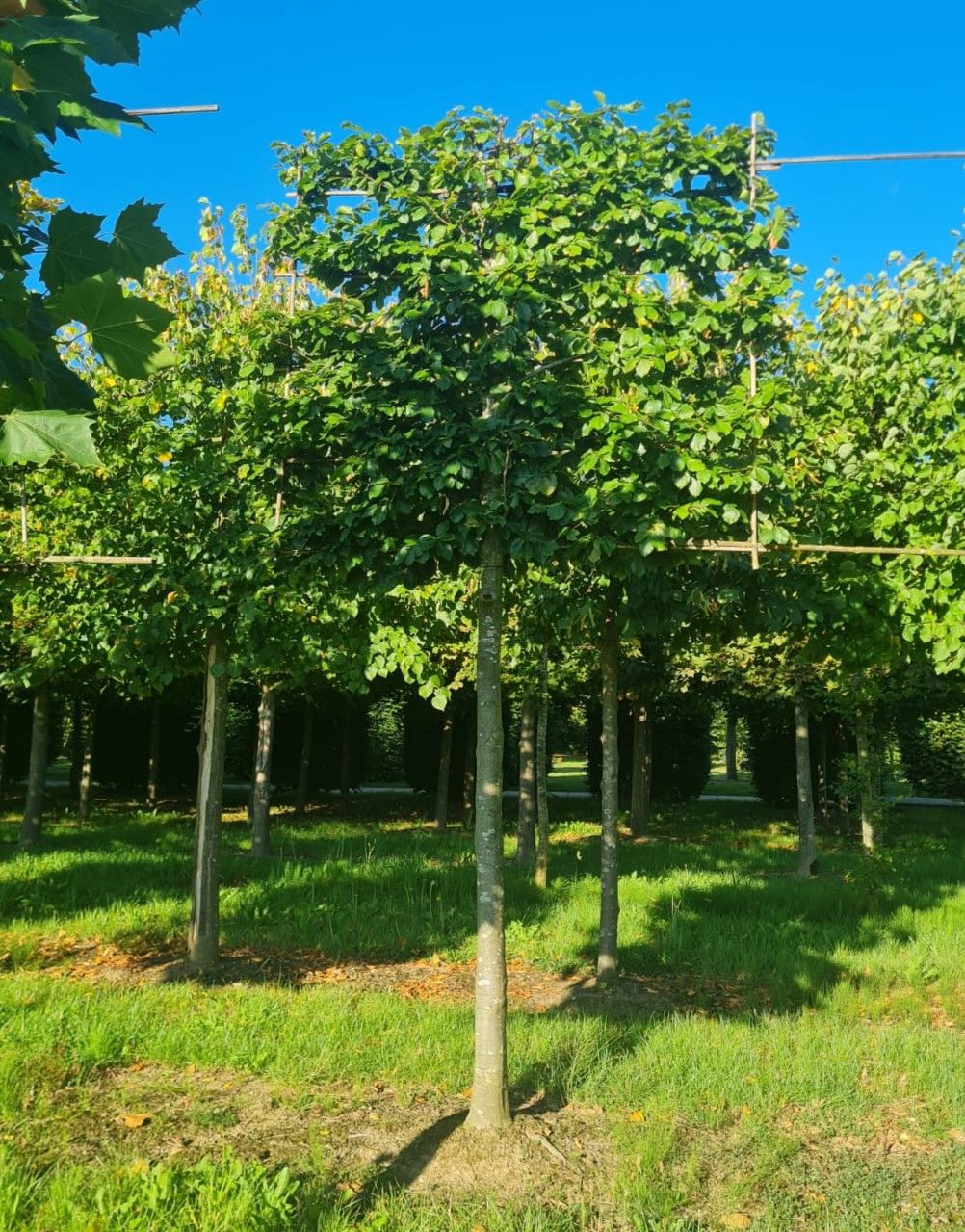 Groene beuk | Leivorm