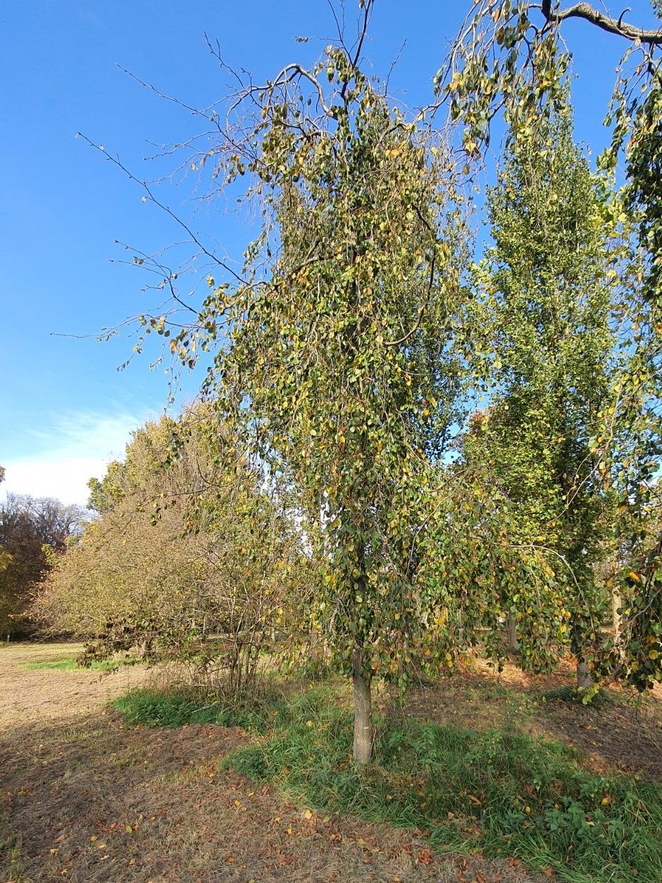 Groene treurbeuk | Halfstam