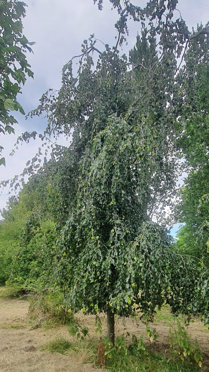 Groene treurbeuk | Halfstam