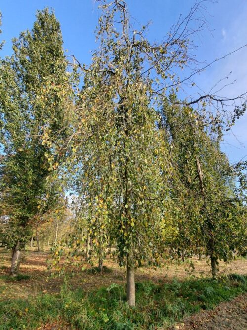 Groene treurbeuk | Halfstam