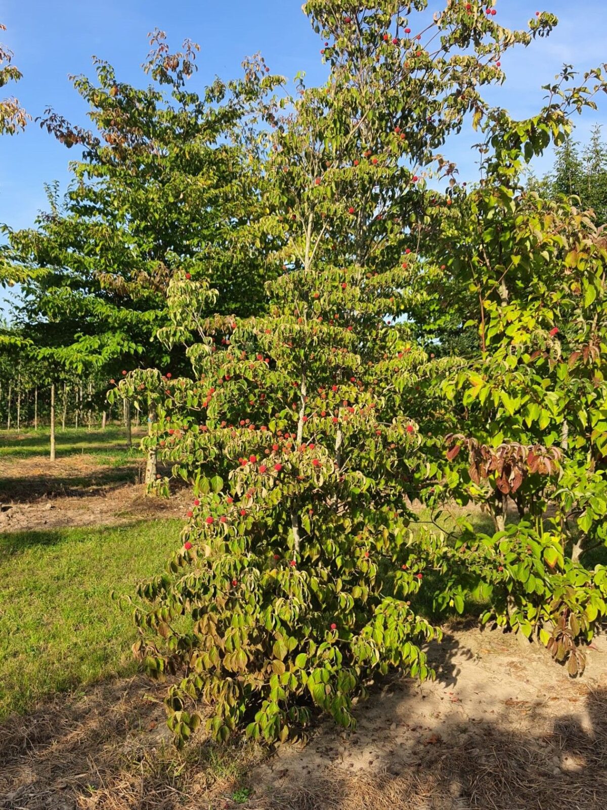Japanse grootbloemige Kornoelje | Meerstammig