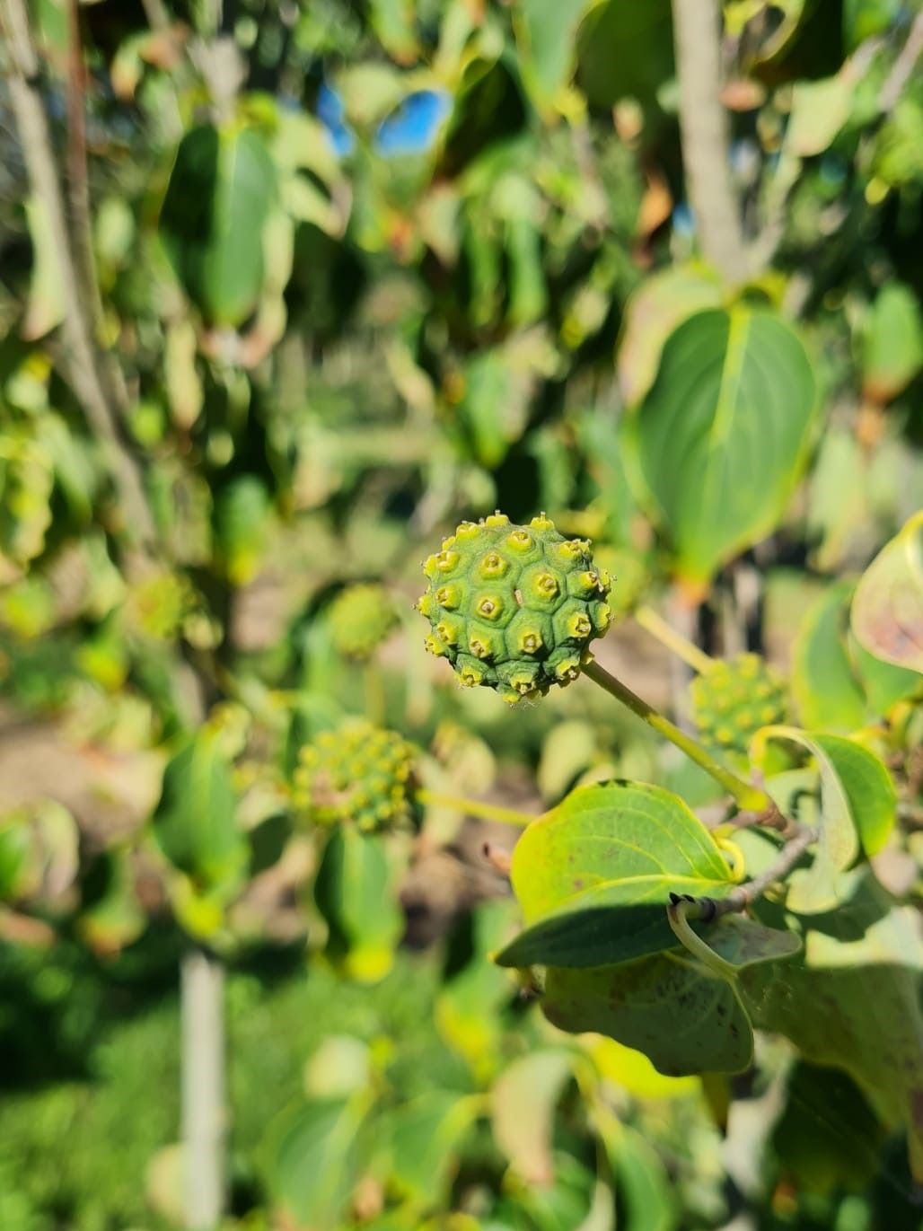 Japanse grootbloemige Kornoelje | Meerstammig