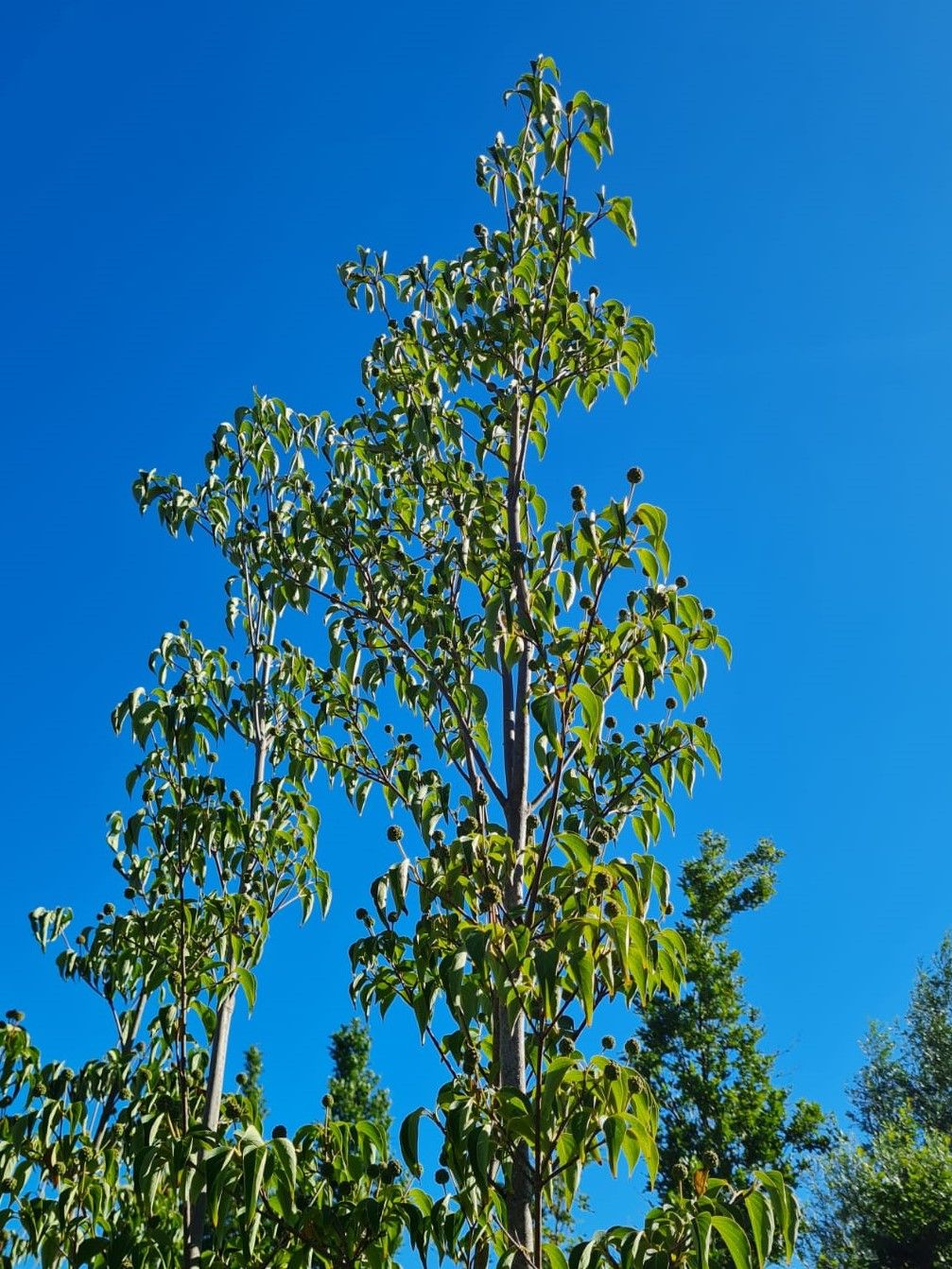 Japanse grootbloemige Kornoelje | Meerstammig