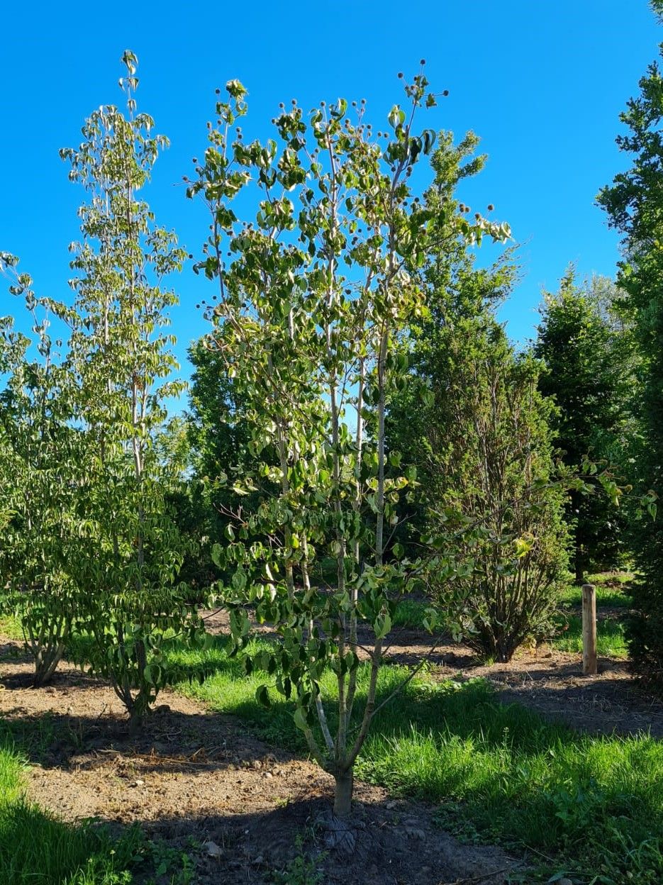 Japanse grootbloemige Kornoelje | Meerstammig