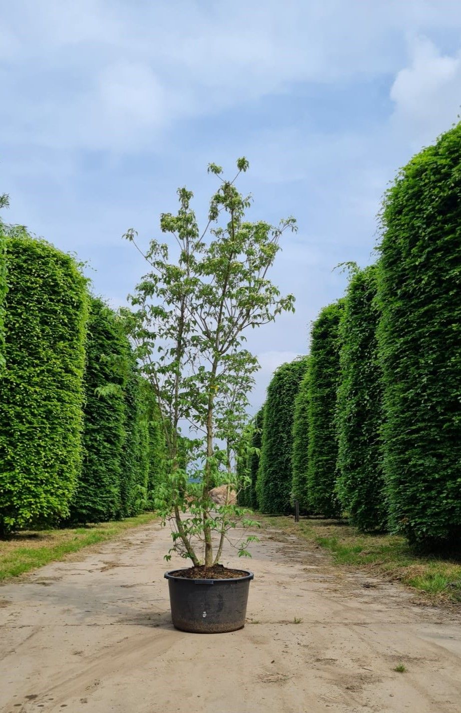 Japanse grootbloemige Kornoelje | Meerstammig