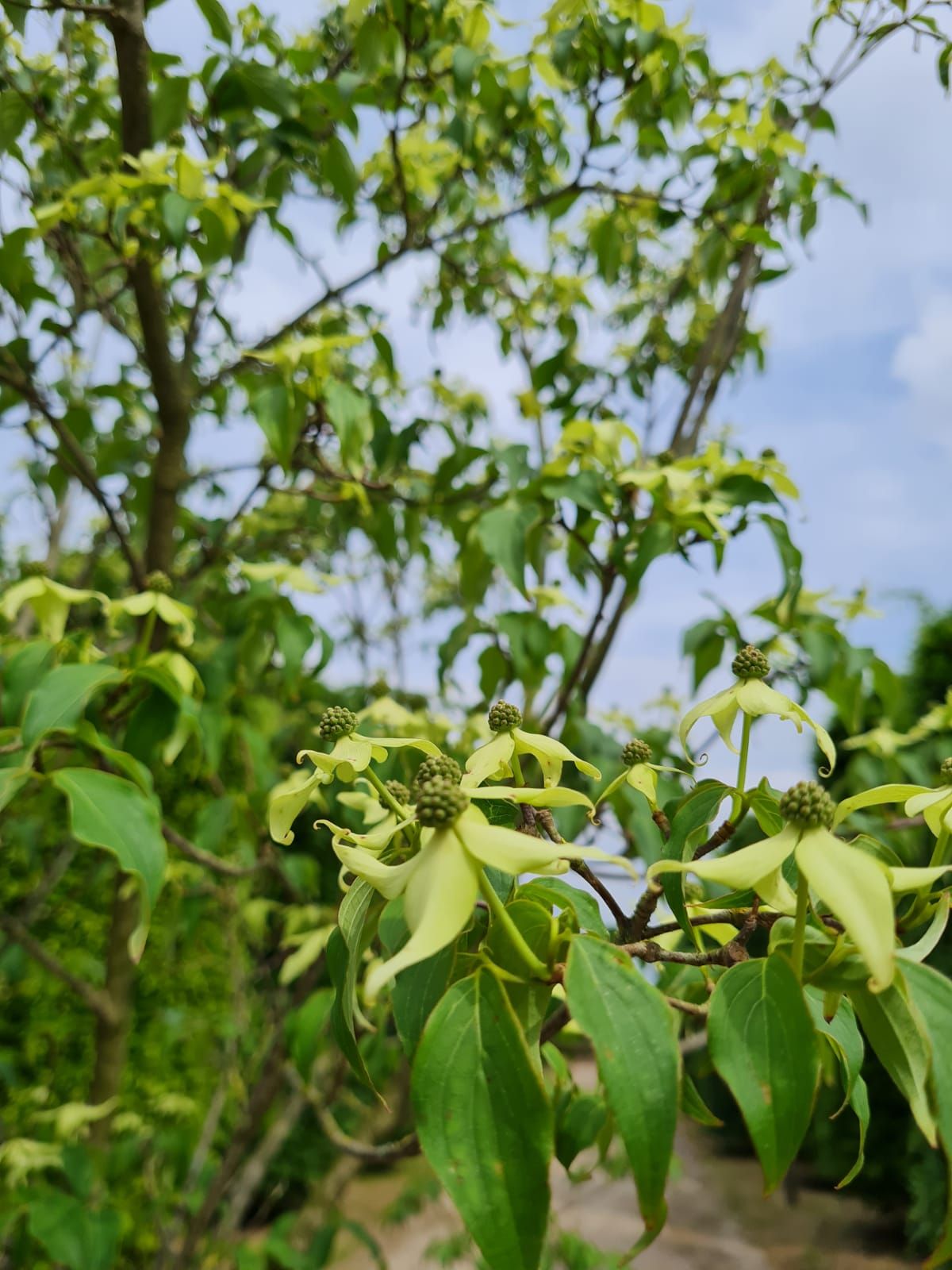 Japanse grootbloemige Kornoelje | Meerstammig