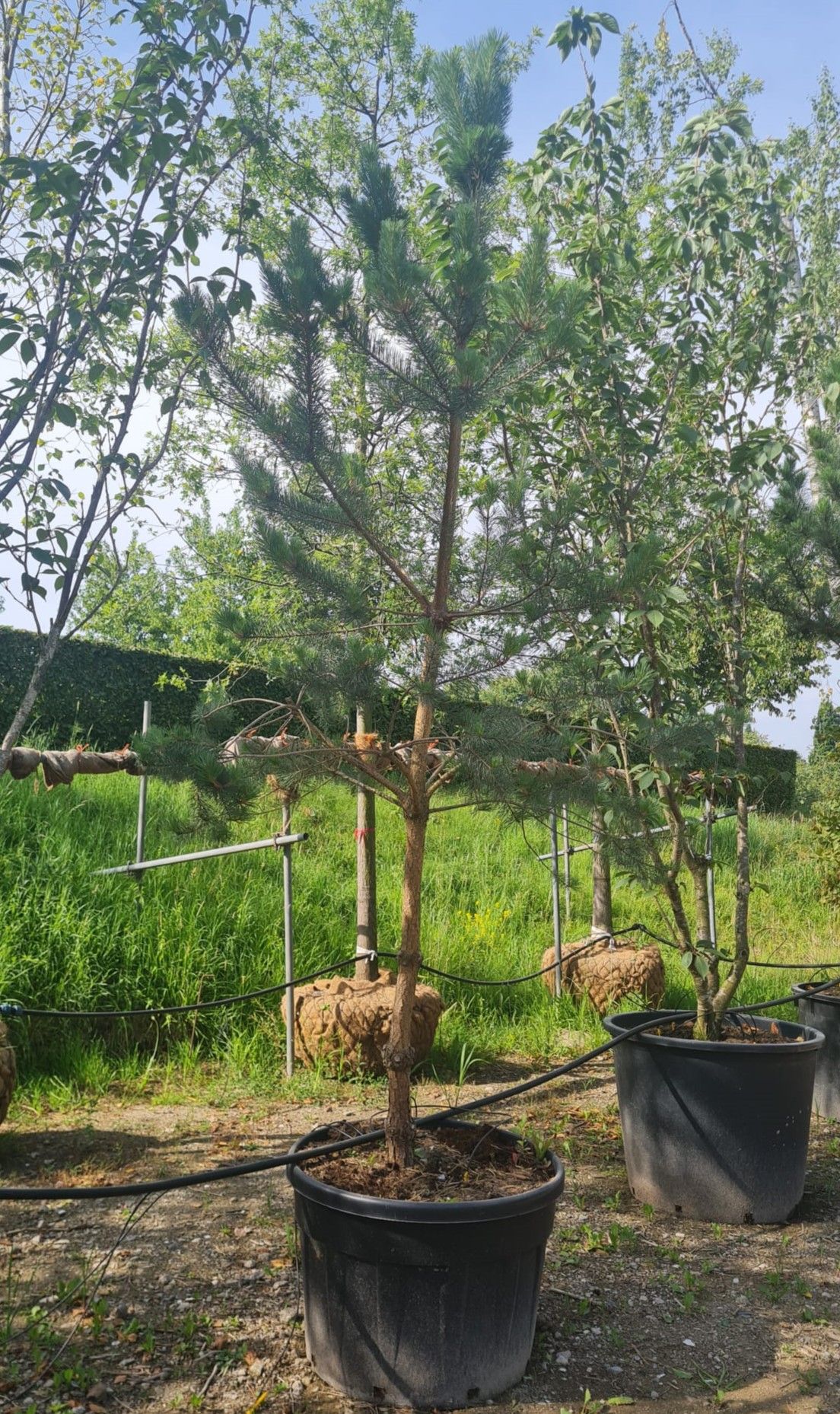 Grove den | Halfstam