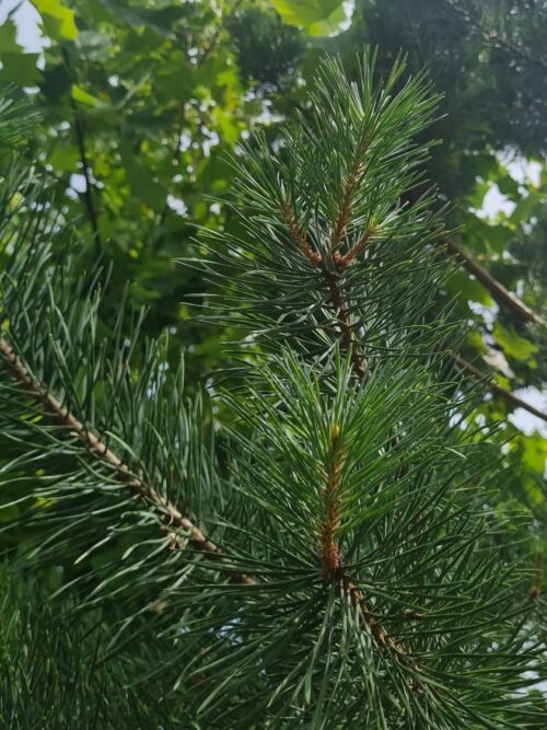 Noorse Esdoorn 'Eurostar' | Hoogstam