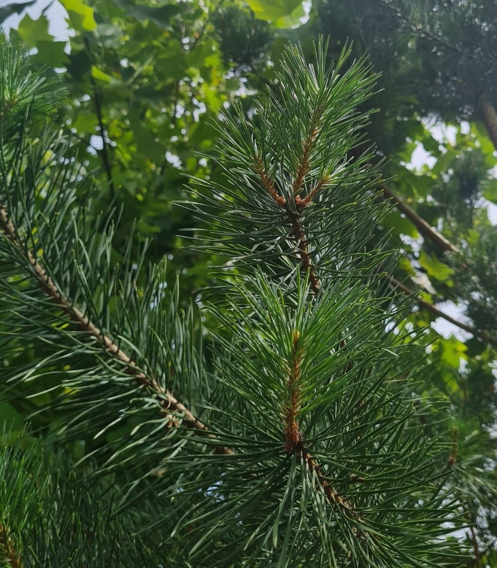 Grove den | Hoogstam