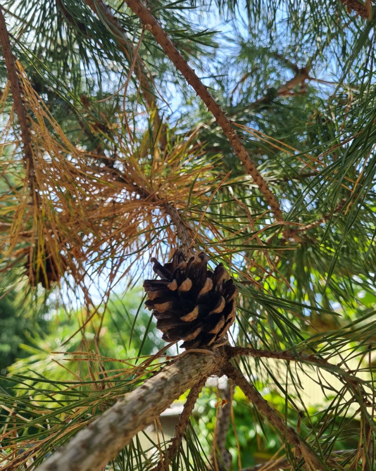 Grove den | Karakterboom