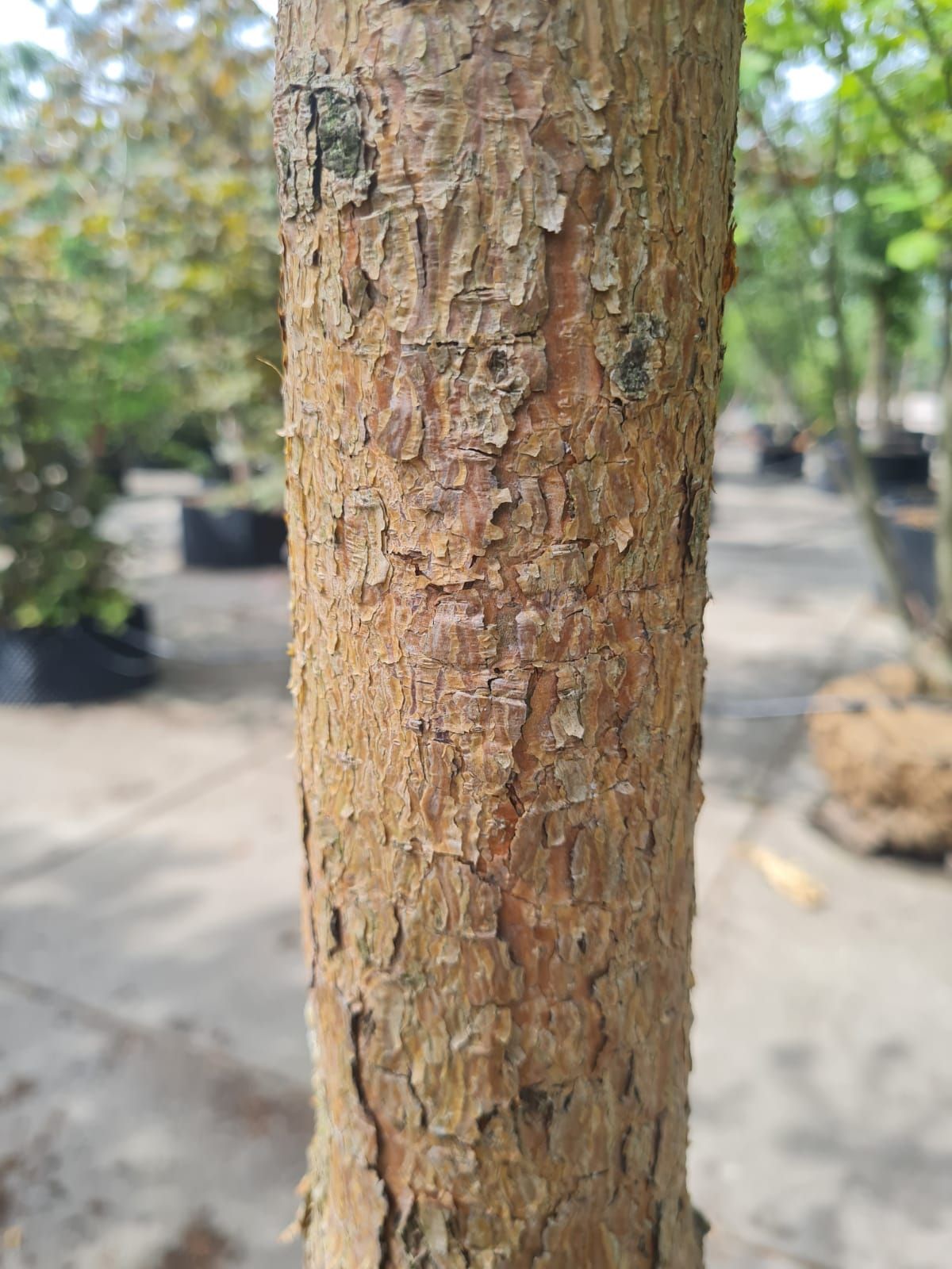 Grove den | Karakterboom