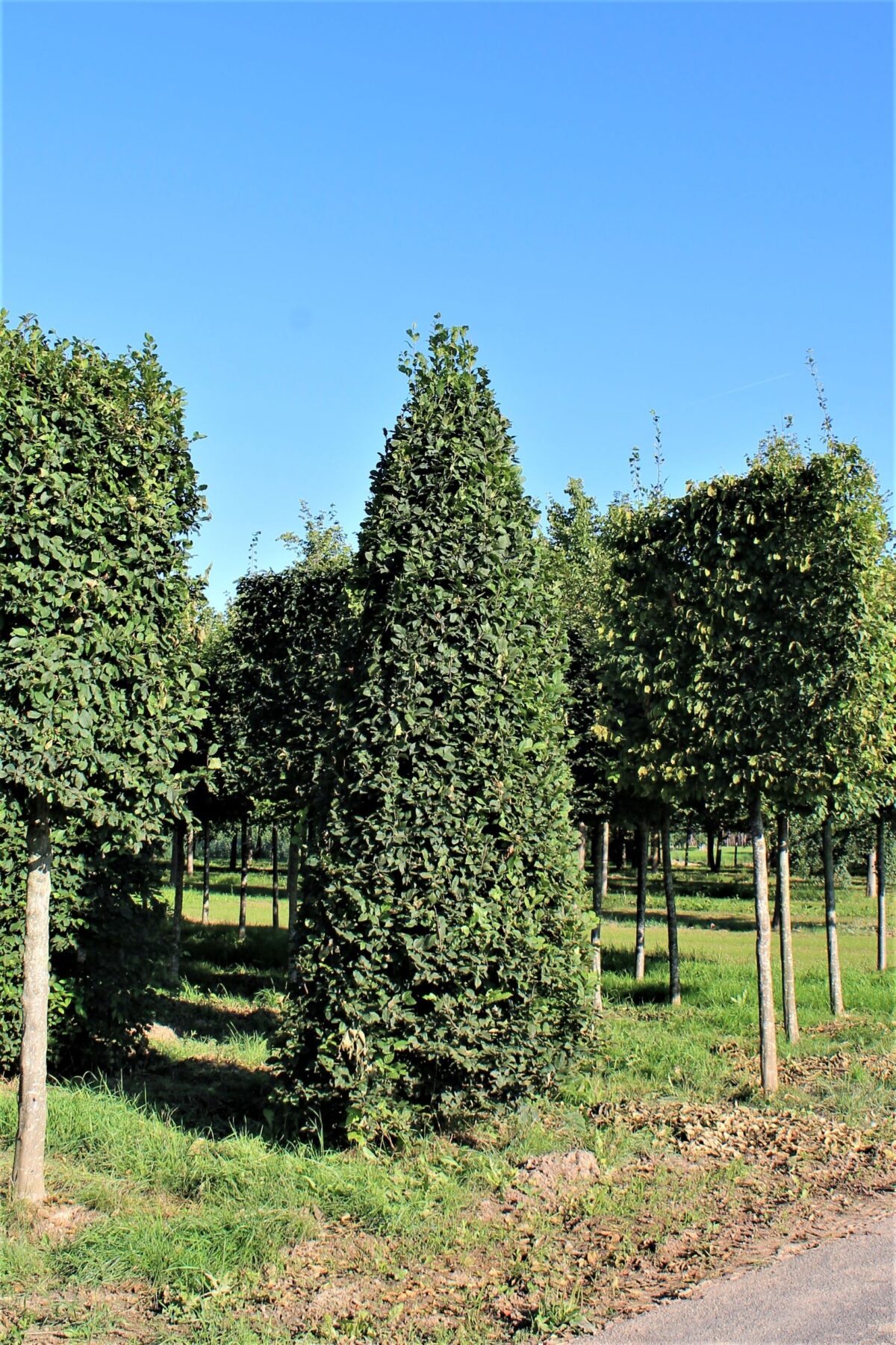 Haagbeuk | Piramidevorm