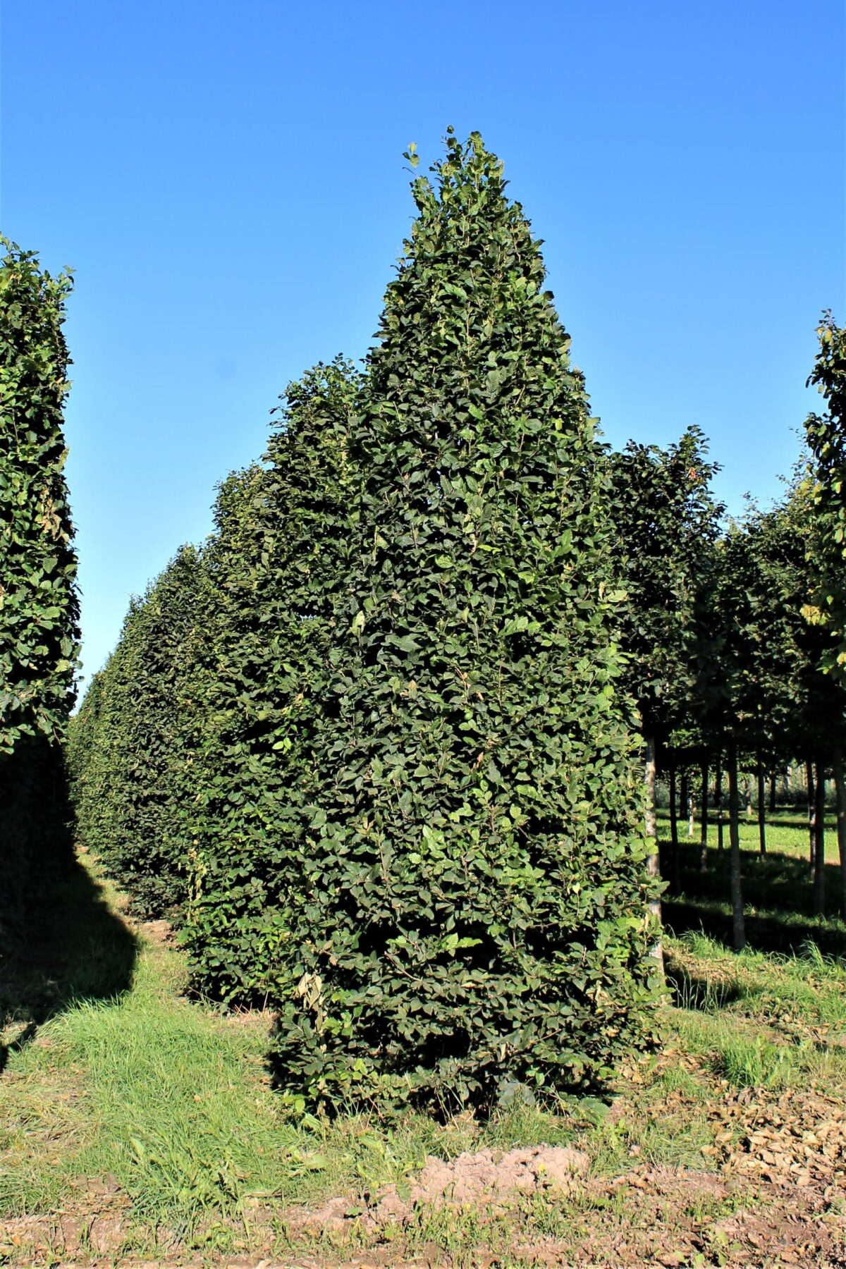 Haagbeuk | Piramidevorm