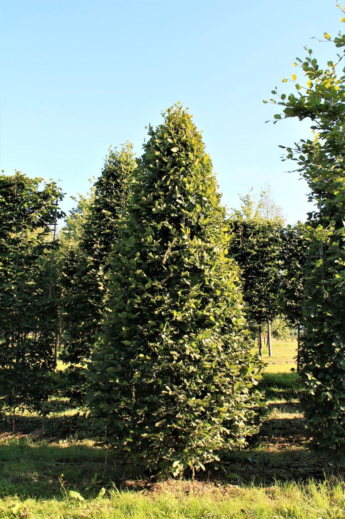 Haagbeuk | Piramidevorm